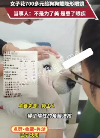 沈阳李女士狗狗隐形眼镜